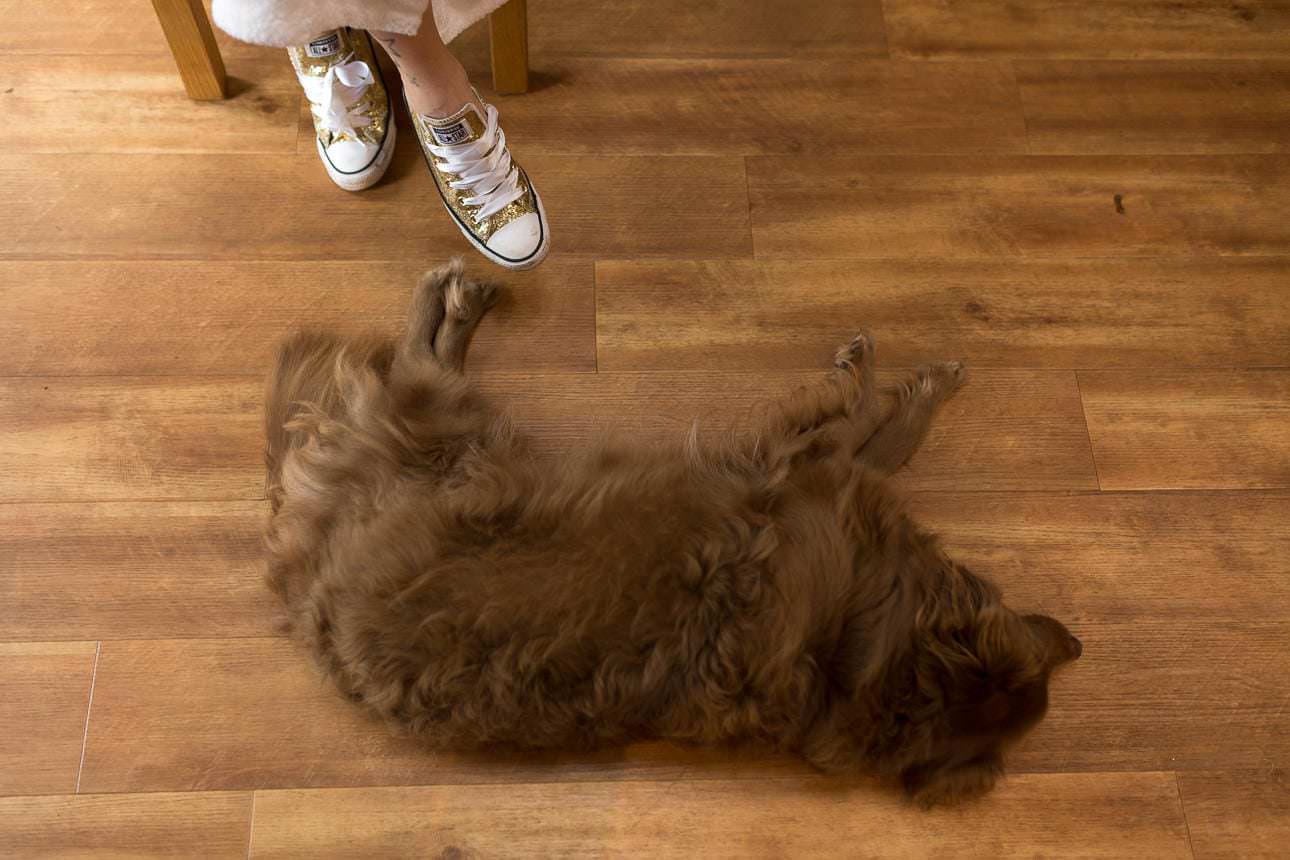 Brown dog lying on the floor beside a woman wearing gold converse trainers