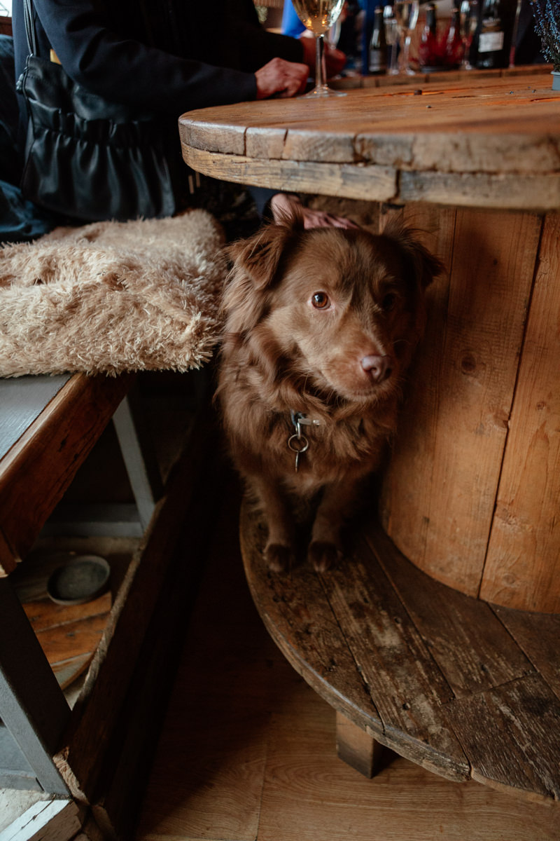 A brown dog sits on a wooden bench beside a table with drinks in a cozy indoor setting.