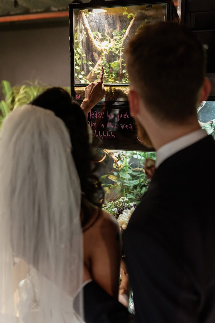 Bride and groom point at a glass reptile exhibit, standing close in wedding attire.